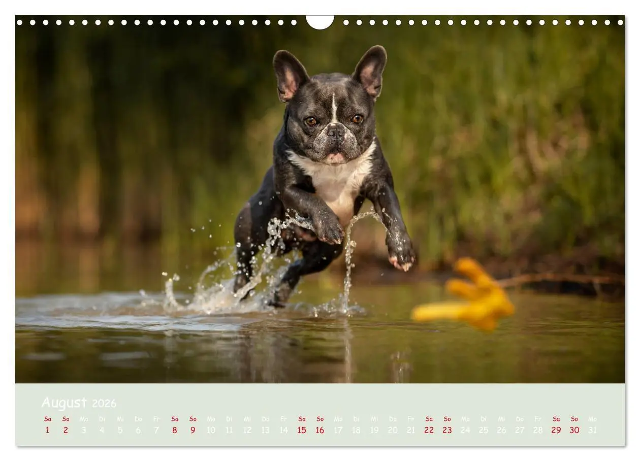 Bild: 9783457787281 | Französische Bulldogge - Clowns auf vier Pfoten (Wandkalender 2026...