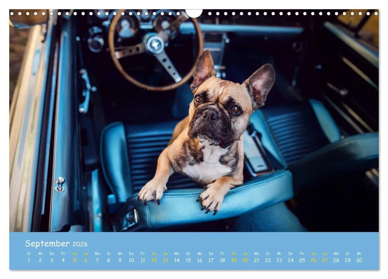 Bild: 9783457787281 | Französische Bulldogge - Clowns auf vier Pfoten (Wandkalender 2026...