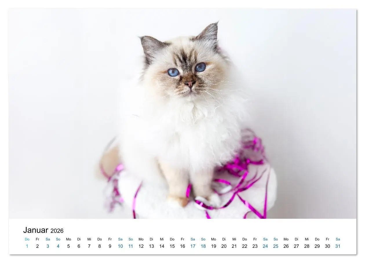 Bild: 9783516637281 | Heilige Birma Katzen - Eine Rasse mit traumhaft blauen Augen....