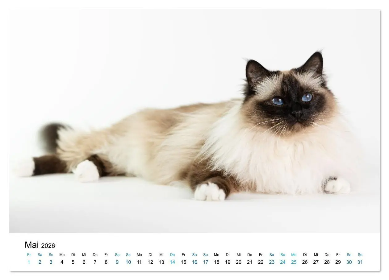 Bild: 9783516637281 | Heilige Birma Katzen - Eine Rasse mit traumhaft blauen Augen....