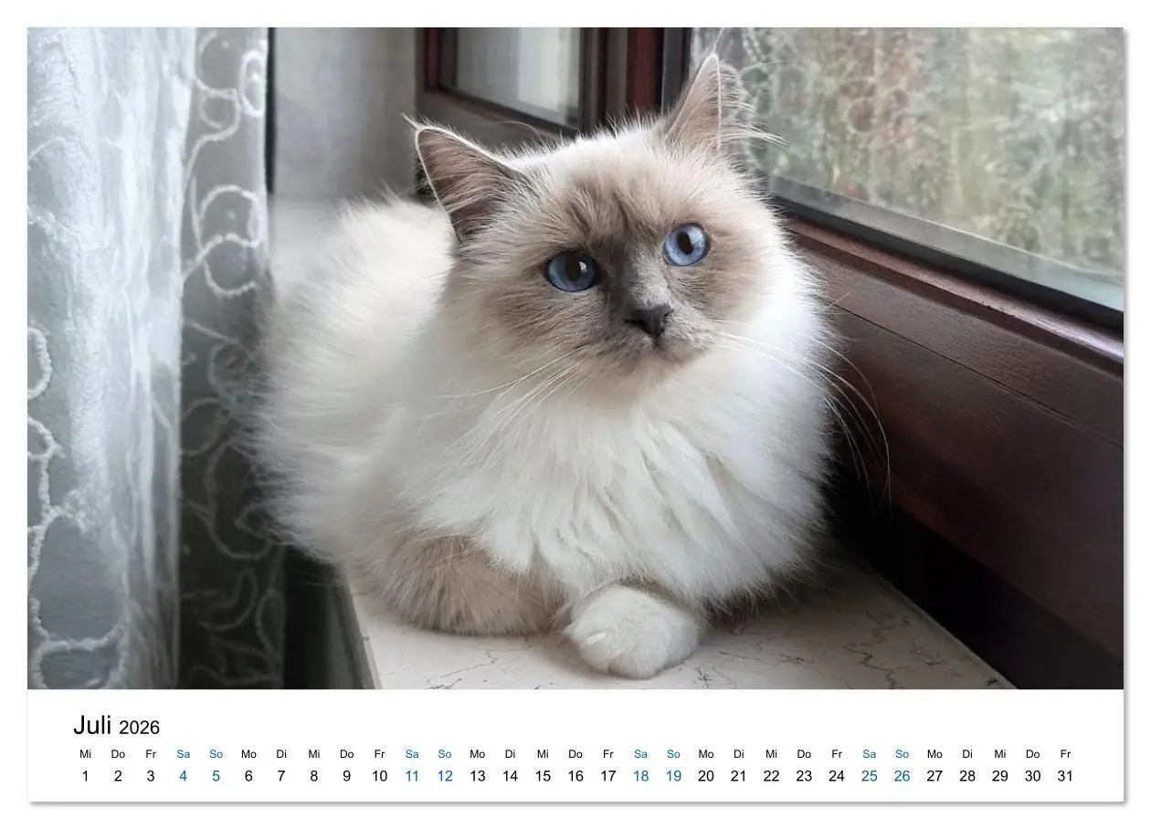Bild: 9783516637281 | Heilige Birma Katzen - Eine Rasse mit traumhaft blauen Augen....