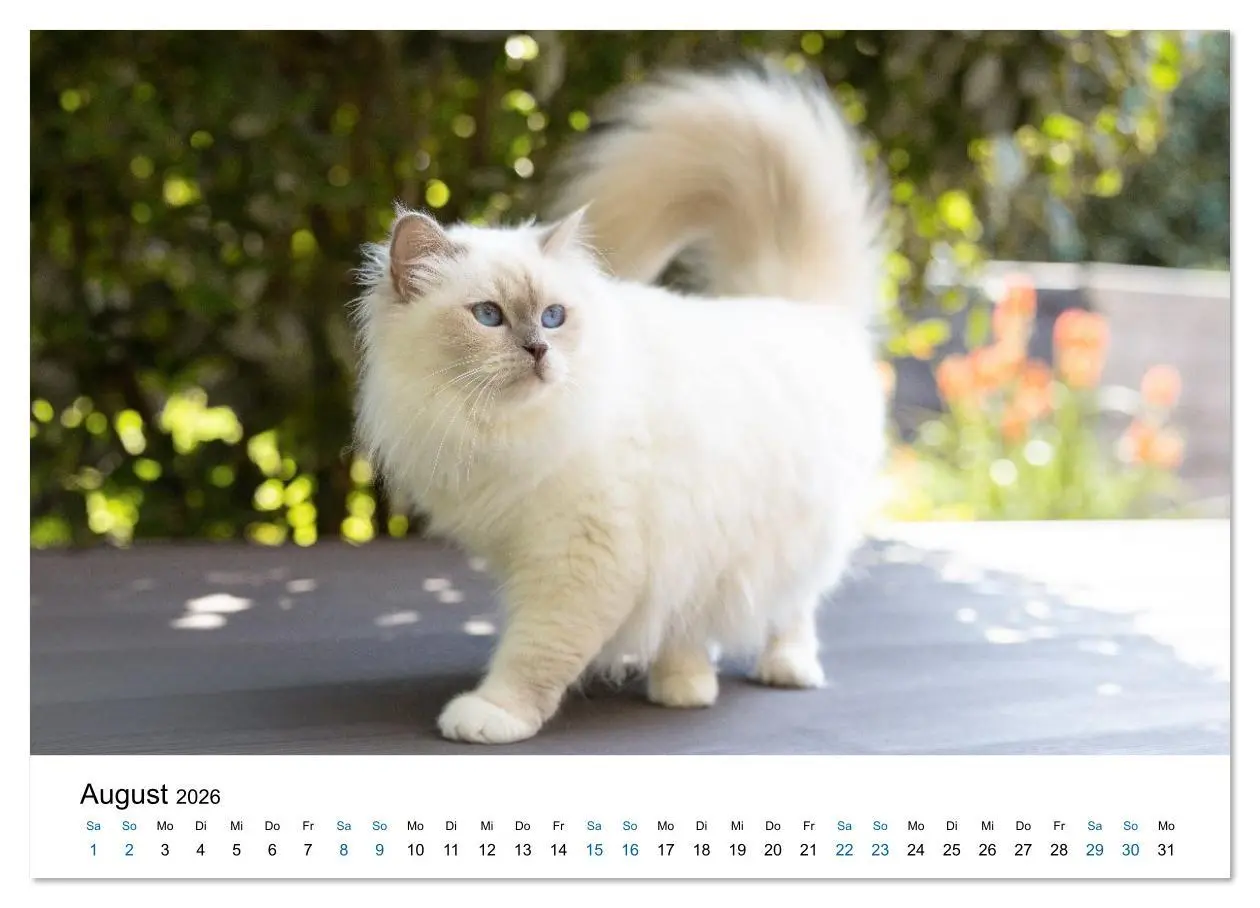 Bild: 9783516637281 | Heilige Birma Katzen - Eine Rasse mit traumhaft blauen Augen....