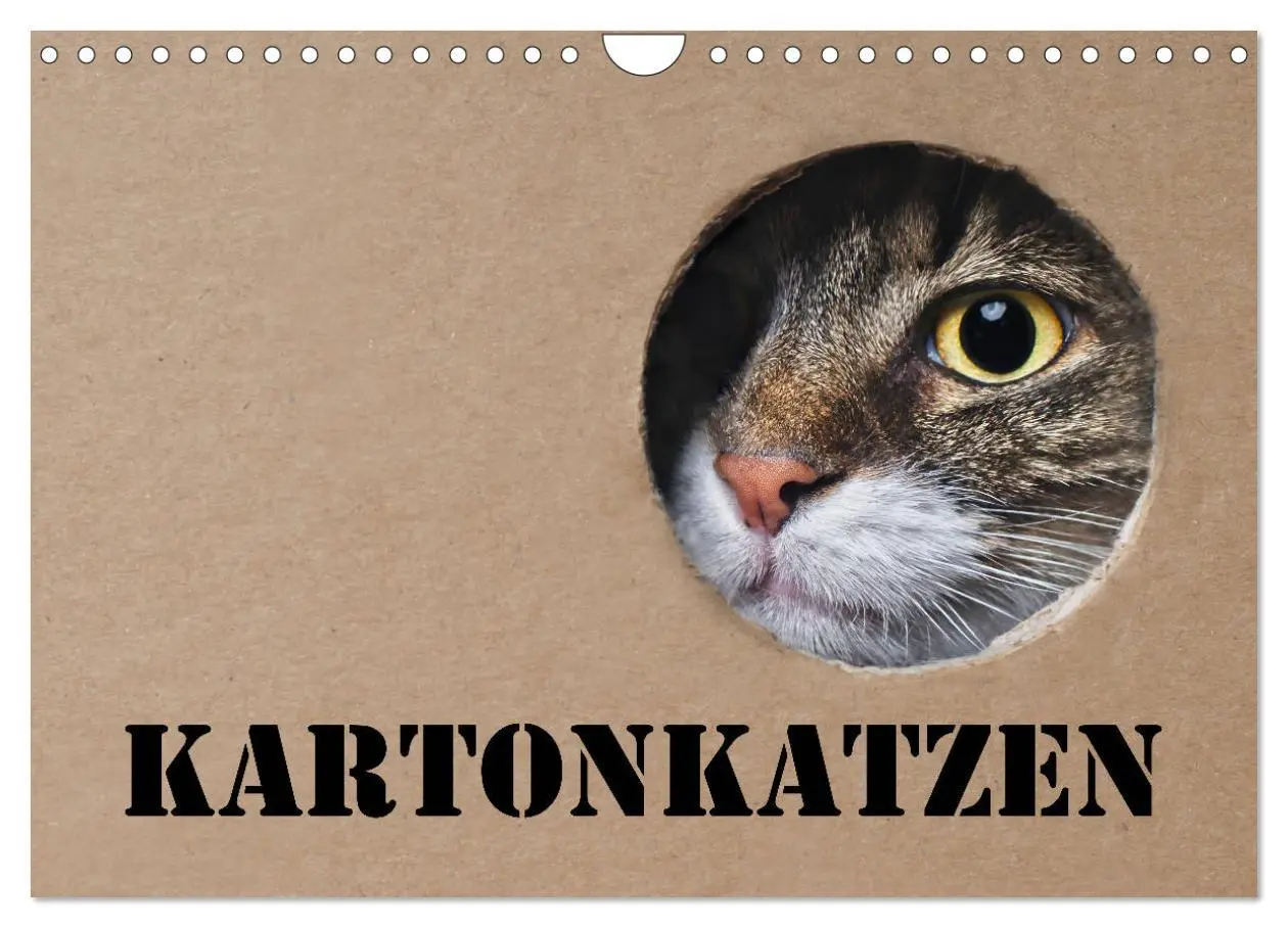 Cover: 9783457777381 | Karton Katzen (Wandkalender 2026 DIN A4 quer), CALVENDO Monatskalender