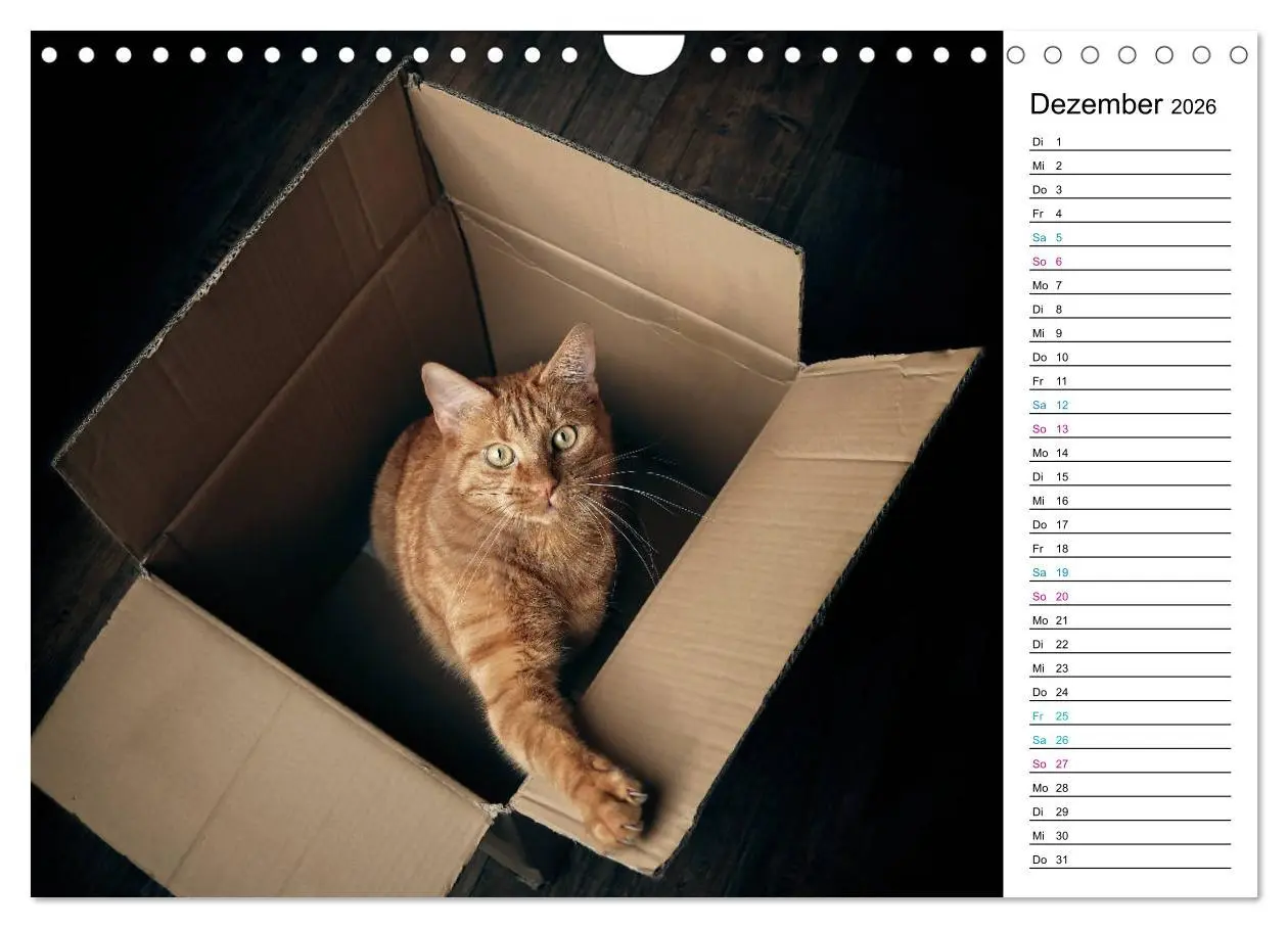 Bild: 9783457777381 | Karton Katzen (Wandkalender 2026 DIN A4 quer), CALVENDO Monatskalender