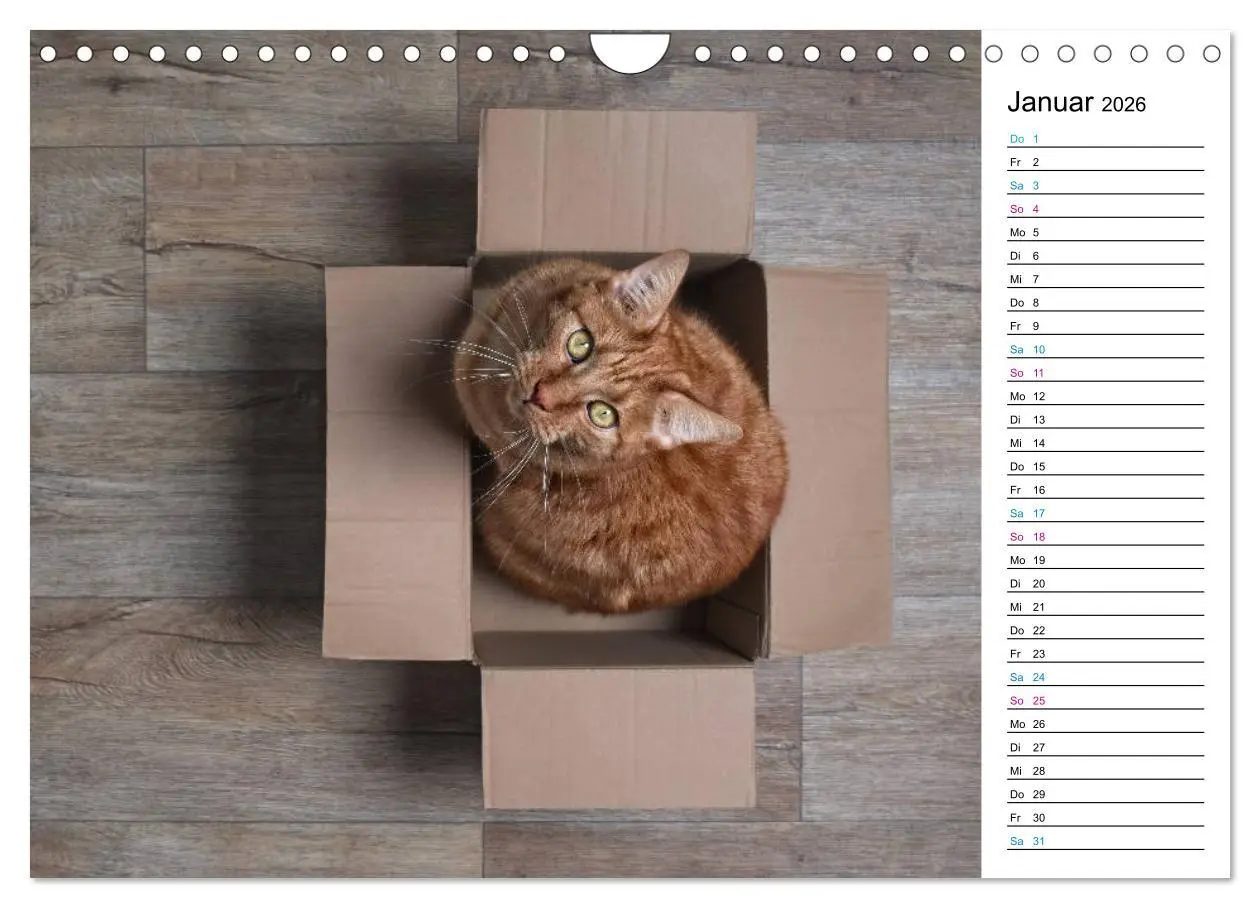 Bild: 9783457777381 | Karton Katzen (Wandkalender 2026 DIN A4 quer), CALVENDO Monatskalender