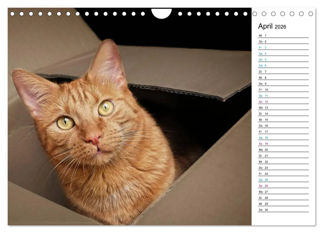 Bild: 9783457777381 | Karton Katzen (Wandkalender 2026 DIN A4 quer), CALVENDO Monatskalender