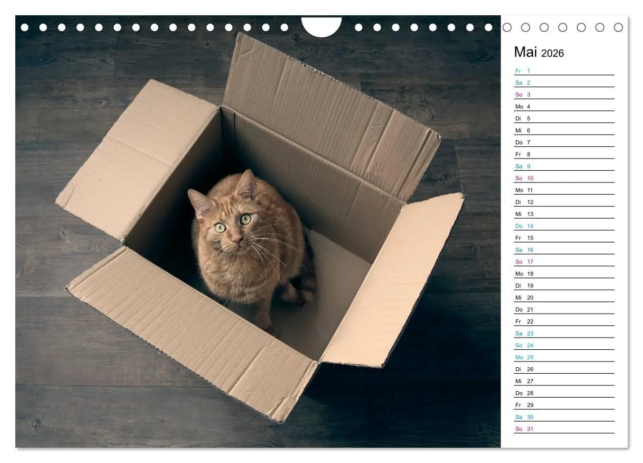Bild: 9783457777381 | Karton Katzen (Wandkalender 2026 DIN A4 quer), CALVENDO Monatskalender