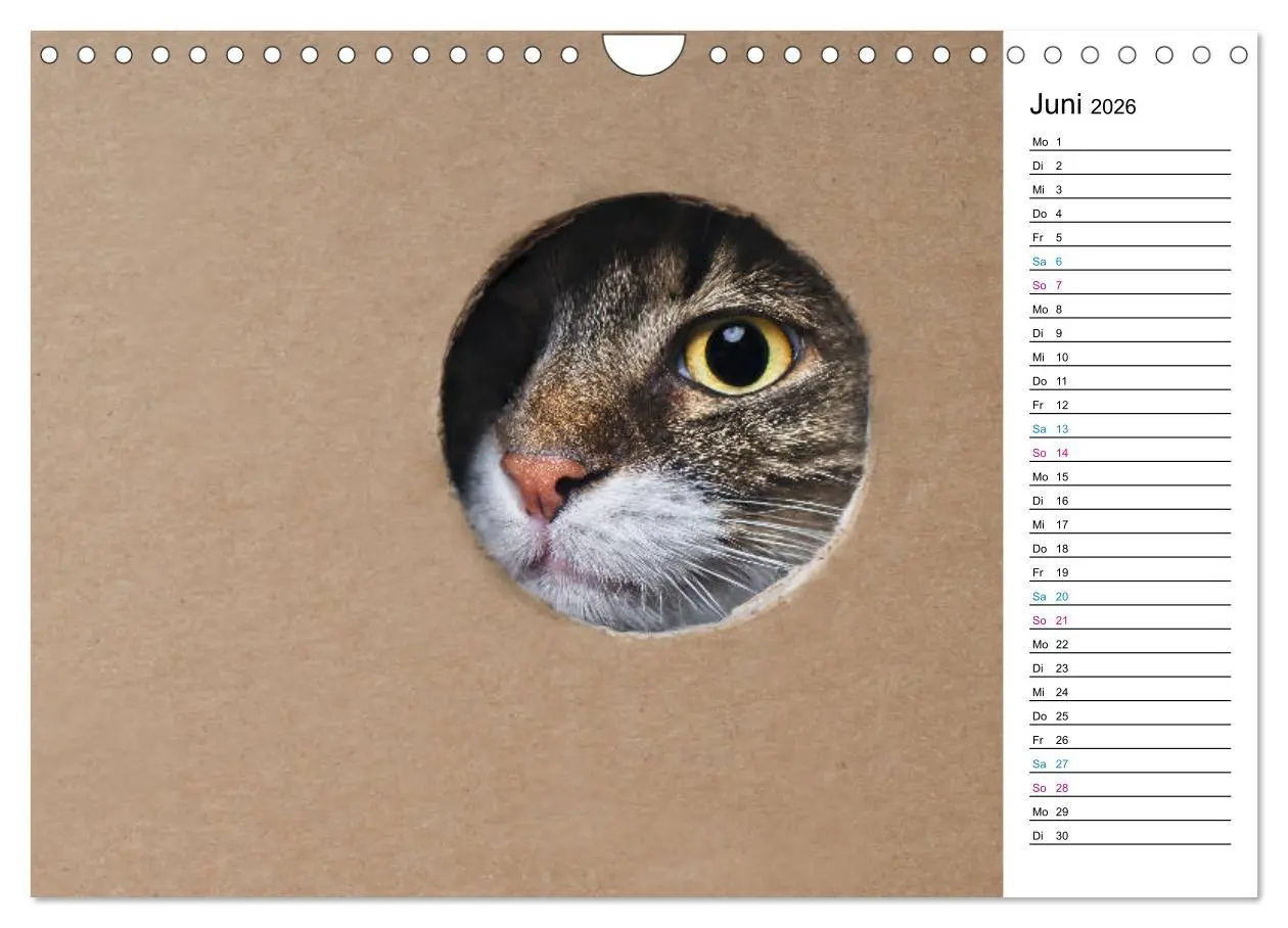 Bild: 9783457777381 | Karton Katzen (Wandkalender 2026 DIN A4 quer), CALVENDO Monatskalender
