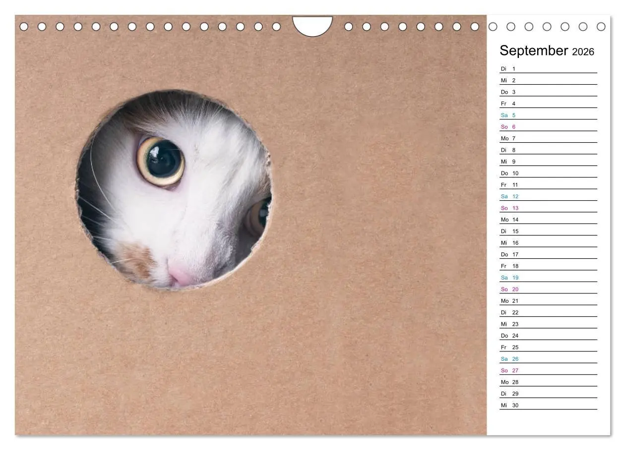 Bild: 9783457777381 | Karton Katzen (Wandkalender 2026 DIN A4 quer), CALVENDO Monatskalender