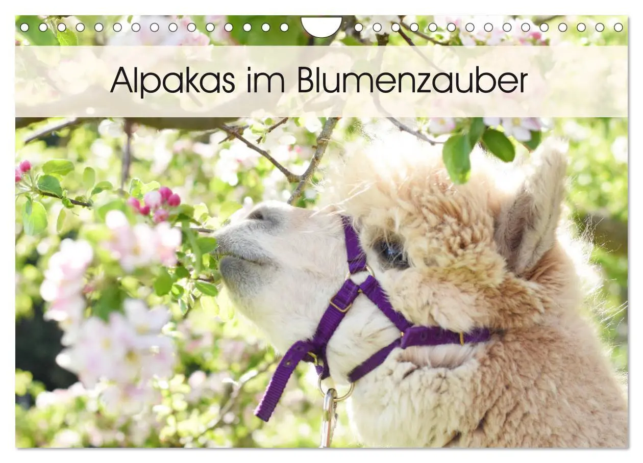 Cover: 9783457817681 | Alpakas im Blumenzauber (Wandkalender 2026 DIN A4 quer), CALVENDO...