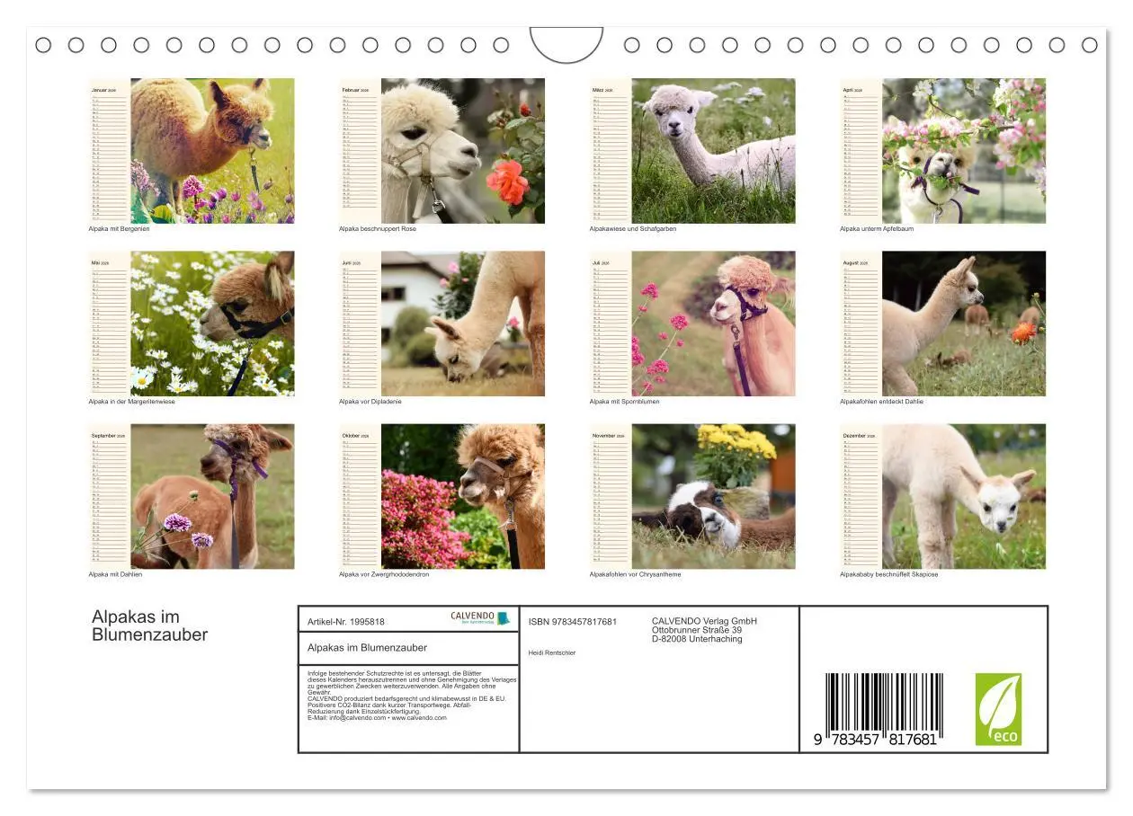 Bild: 9783457817681 | Alpakas im Blumenzauber (Wandkalender 2026 DIN A4 quer), CALVENDO...