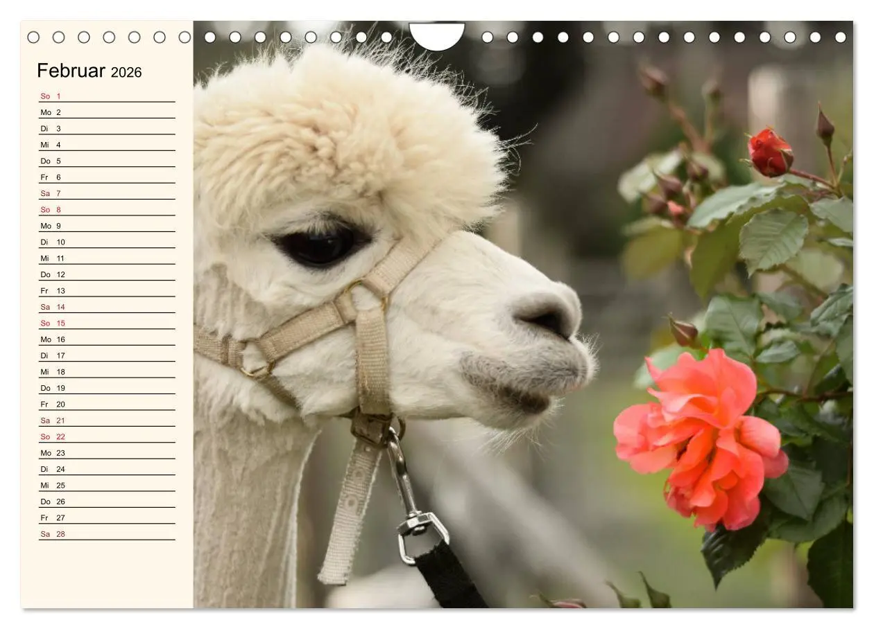 Bild: 9783457817681 | Alpakas im Blumenzauber (Wandkalender 2026 DIN A4 quer), CALVENDO...