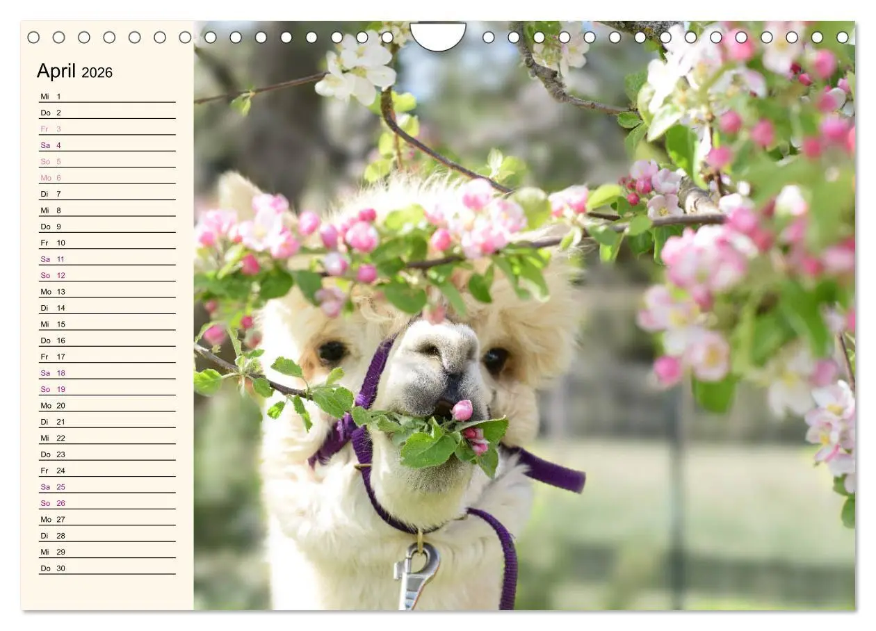 Bild: 9783457817681 | Alpakas im Blumenzauber (Wandkalender 2026 DIN A4 quer), CALVENDO...