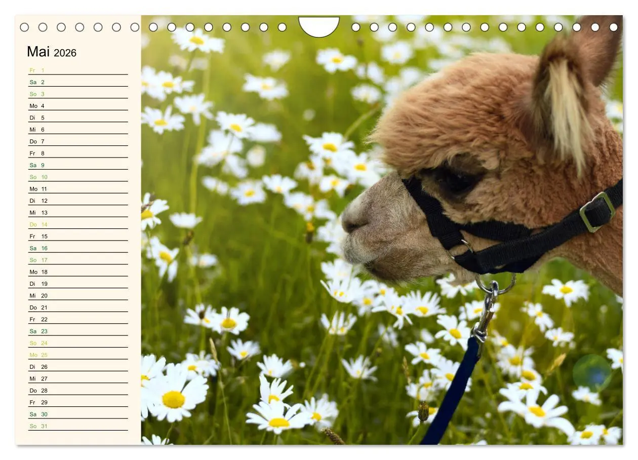 Bild: 9783457817681 | Alpakas im Blumenzauber (Wandkalender 2026 DIN A4 quer), CALVENDO...