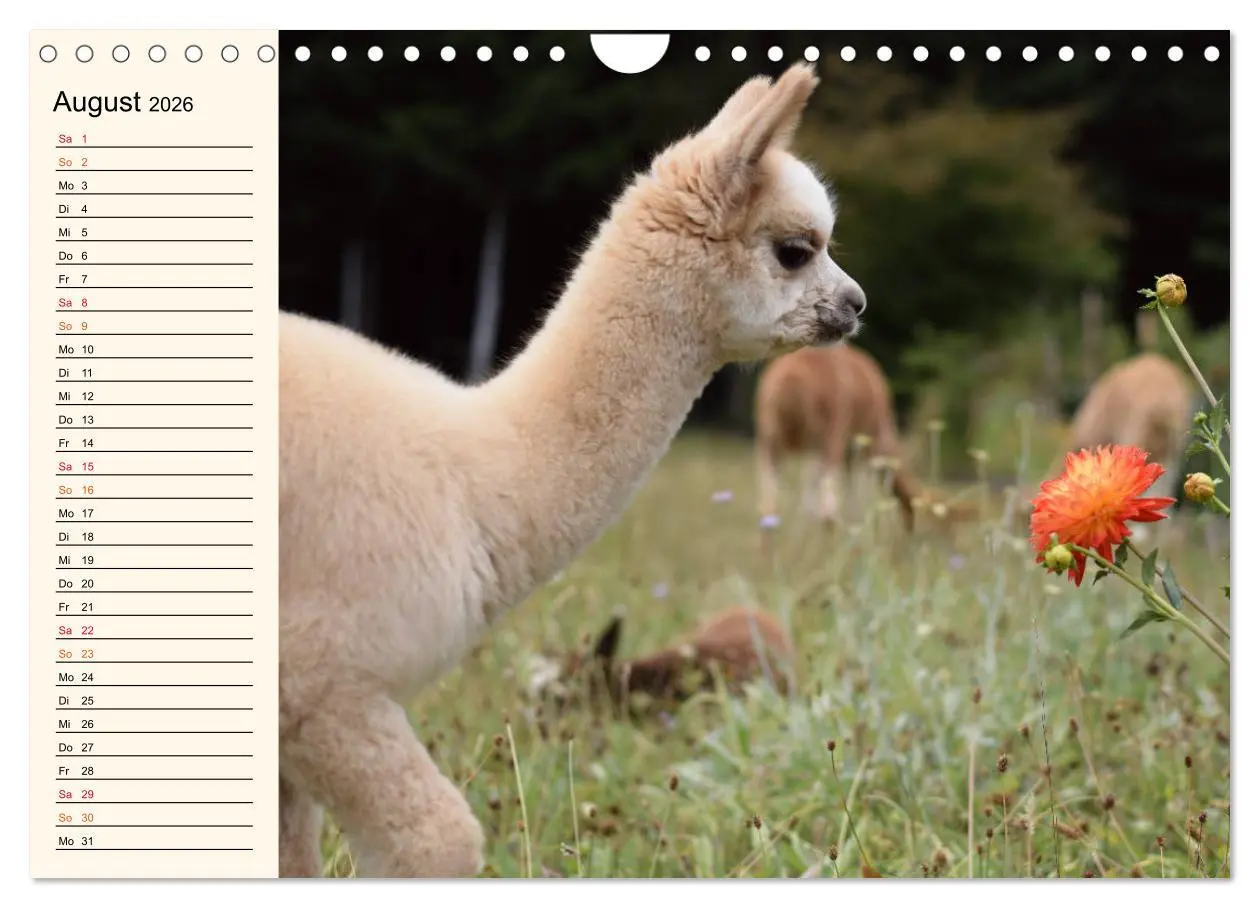 Bild: 9783457817681 | Alpakas im Blumenzauber (Wandkalender 2026 DIN A4 quer), CALVENDO...