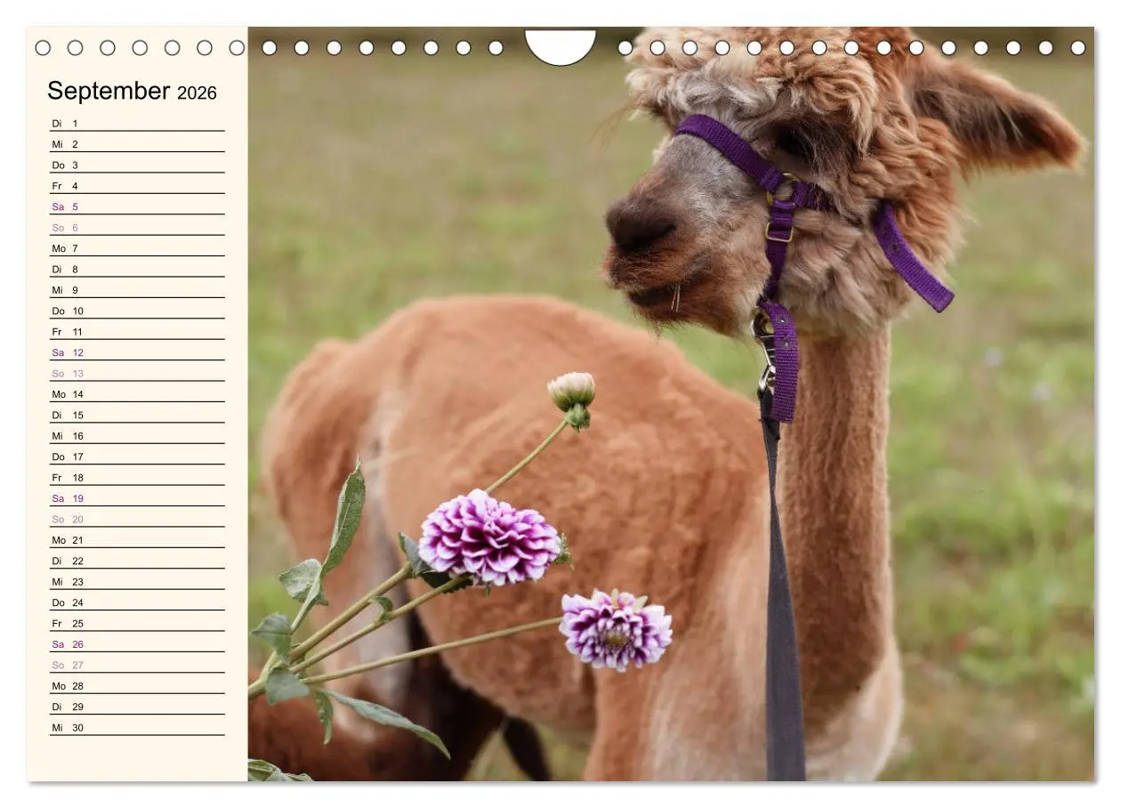 Bild: 9783457817681 | Alpakas im Blumenzauber (Wandkalender 2026 DIN A4 quer), CALVENDO...