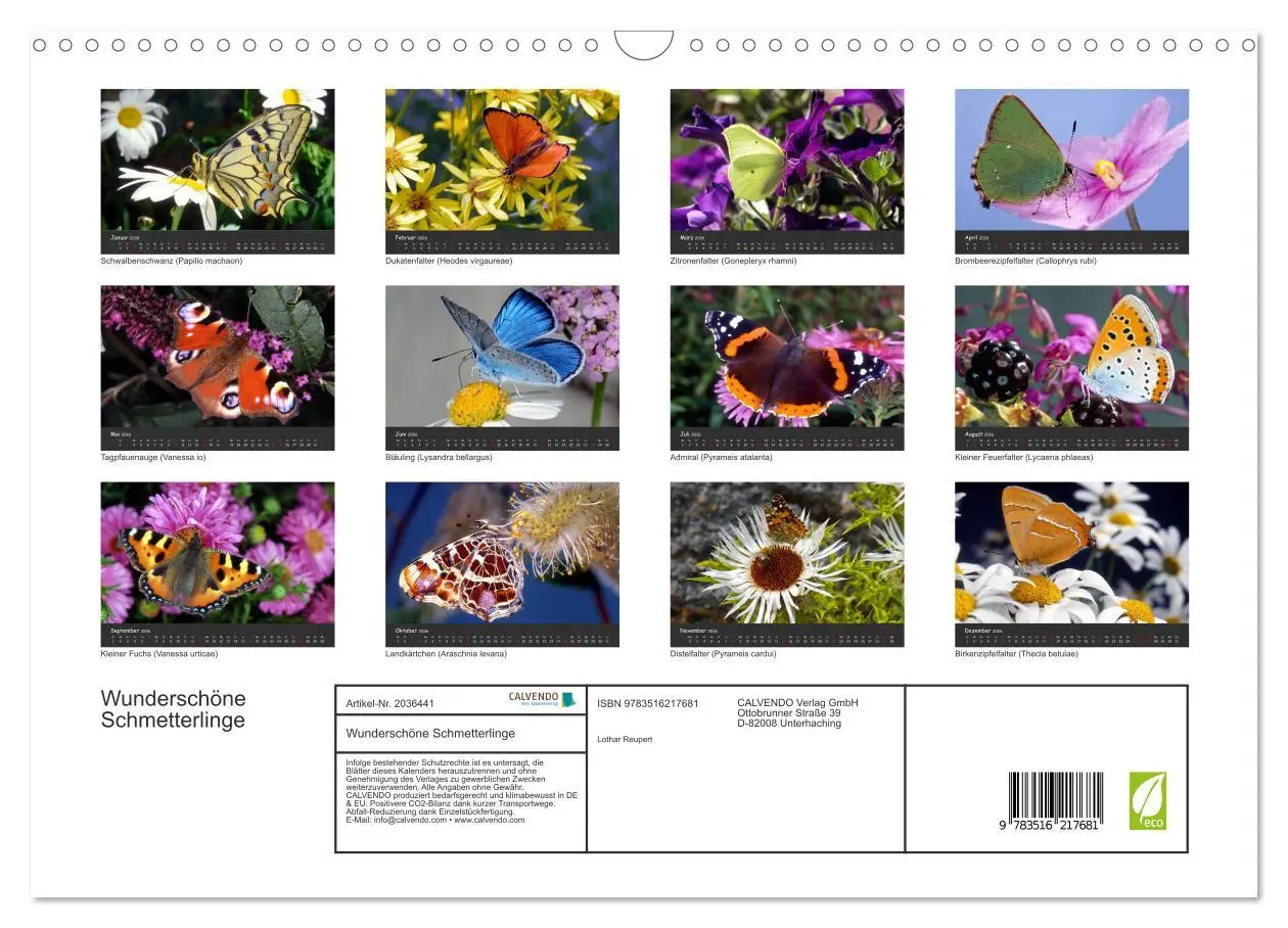 Bild: 9783516217681 | Wunderschöne Schmetterlinge (Wandkalender 2026 DIN A3 quer),...