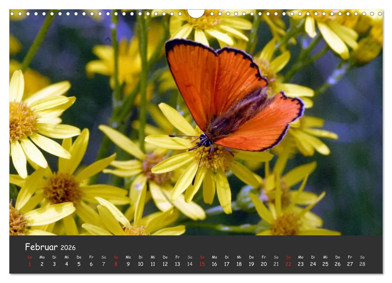 Bild: 9783516217681 | Wunderschöne Schmetterlinge (Wandkalender 2026 DIN A3 quer),...