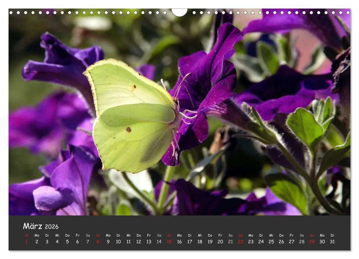 Bild: 9783516217681 | Wunderschöne Schmetterlinge (Wandkalender 2026 DIN A3 quer),...