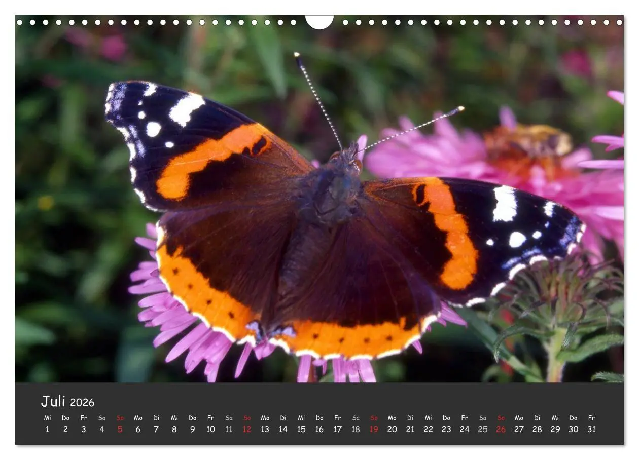 Bild: 9783516217681 | Wunderschöne Schmetterlinge (Wandkalender 2026 DIN A3 quer),...