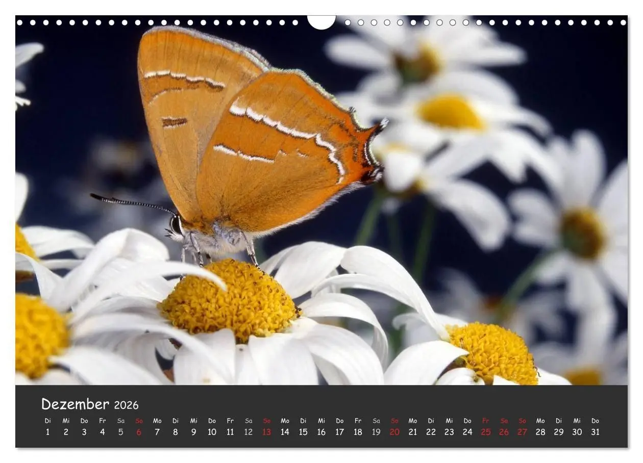 Bild: 9783516217681 | Wunderschöne Schmetterlinge (Wandkalender 2026 DIN A3 quer),...