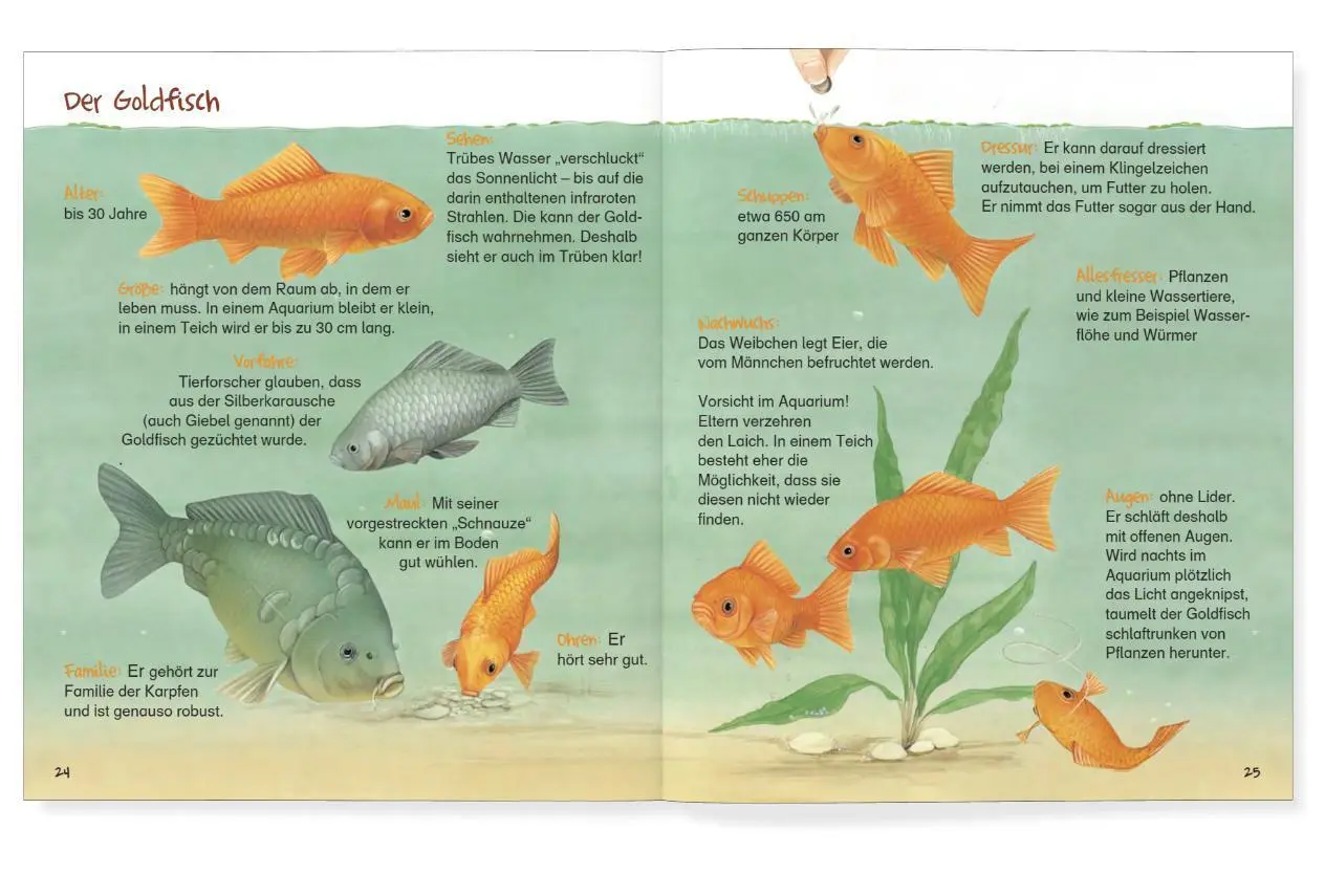 Bild: 9783951987781 | Kaiser Ping und der goldene Fisch | Josephine Bienath (u. a.) | Buch