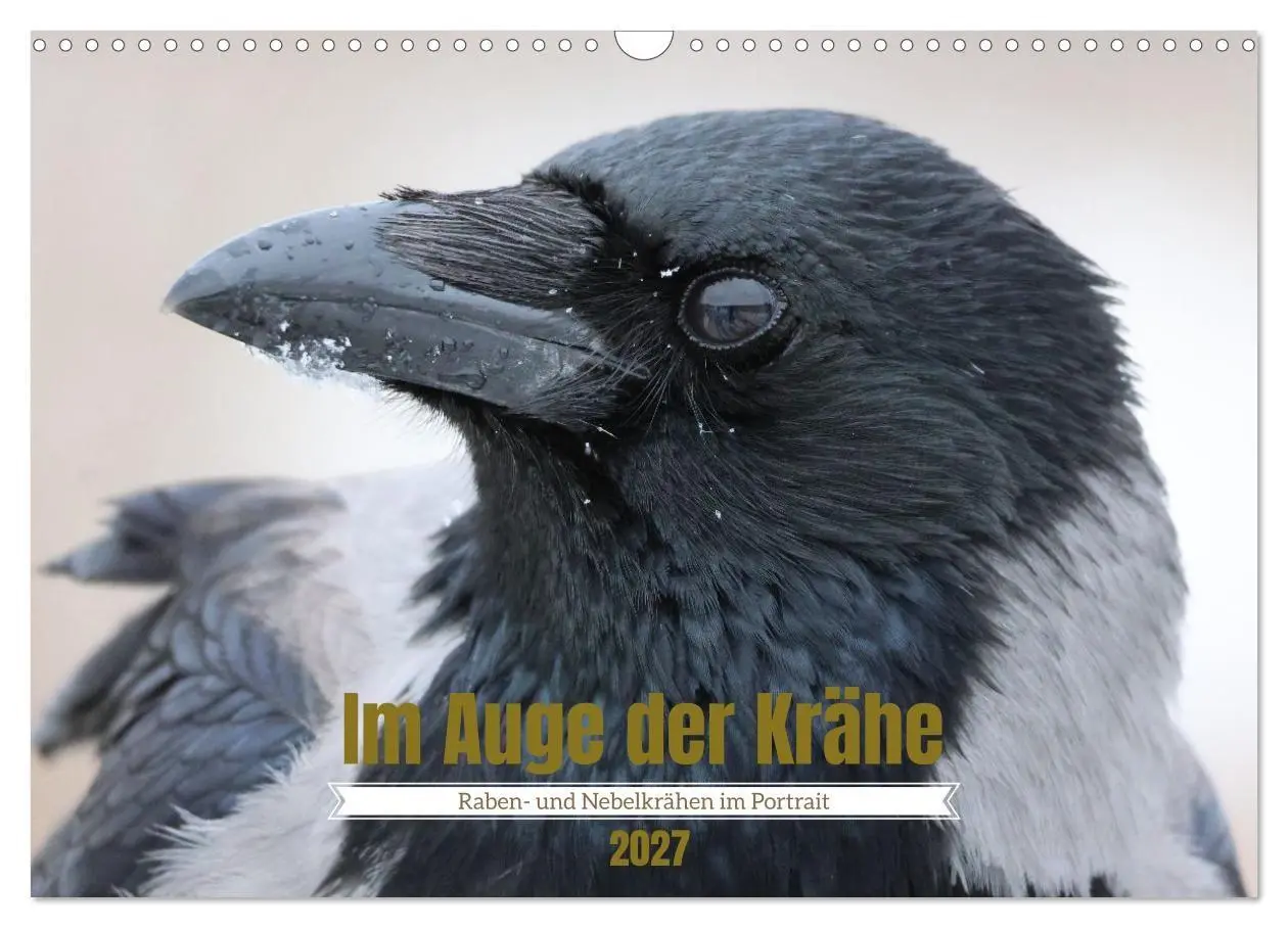 Cover: 9783516817881 | Im Auge der Krähe (Wandkalender 2027 DIN A3 quer), CALVENDO...