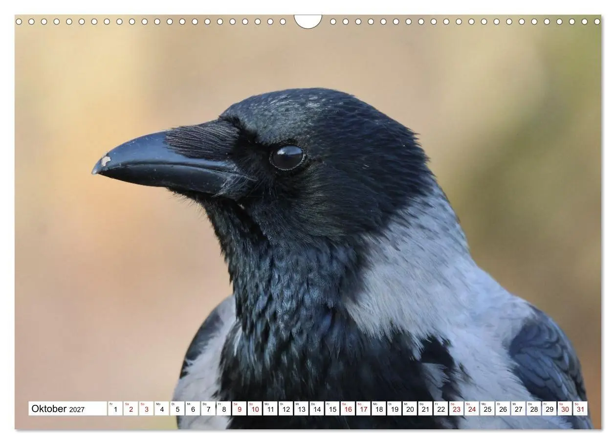 Bild: 9783516817881 | Im Auge der Krähe (Wandkalender 2027 DIN A3 quer), CALVENDO...