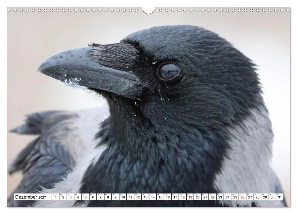 Bild: 9783516817881 | Im Auge der Krähe (Wandkalender 2027 DIN A3 quer), CALVENDO...