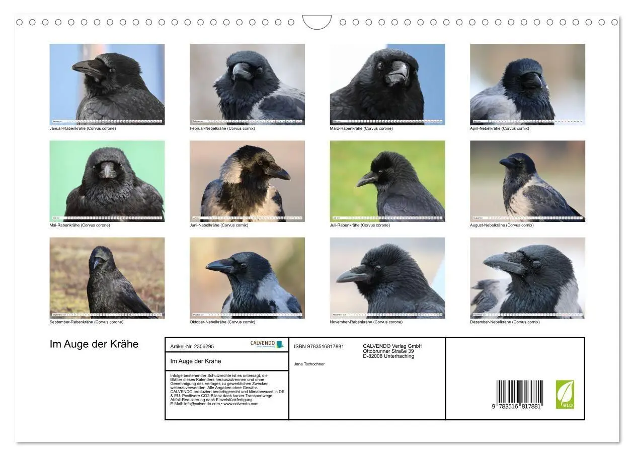 Bild: 9783516817881 | Im Auge der Krähe (Wandkalender 2027 DIN A3 quer), CALVENDO...