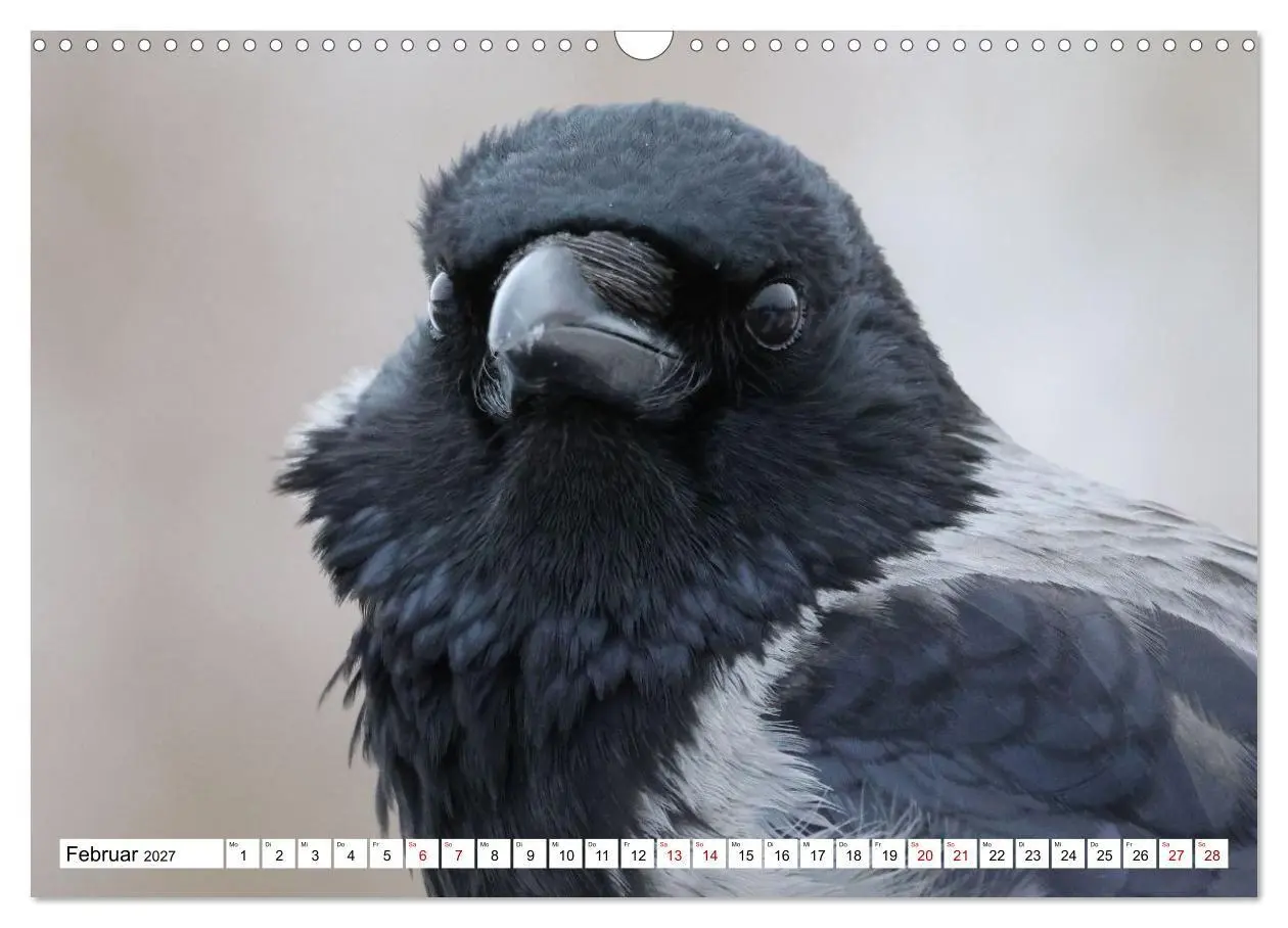 Bild: 9783516817881 | Im Auge der Krähe (Wandkalender 2027 DIN A3 quer), CALVENDO...