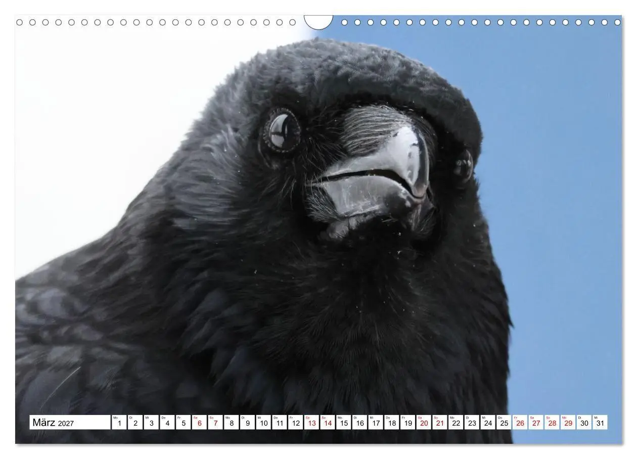 Bild: 9783516817881 | Im Auge der Krähe (Wandkalender 2027 DIN A3 quer), CALVENDO...