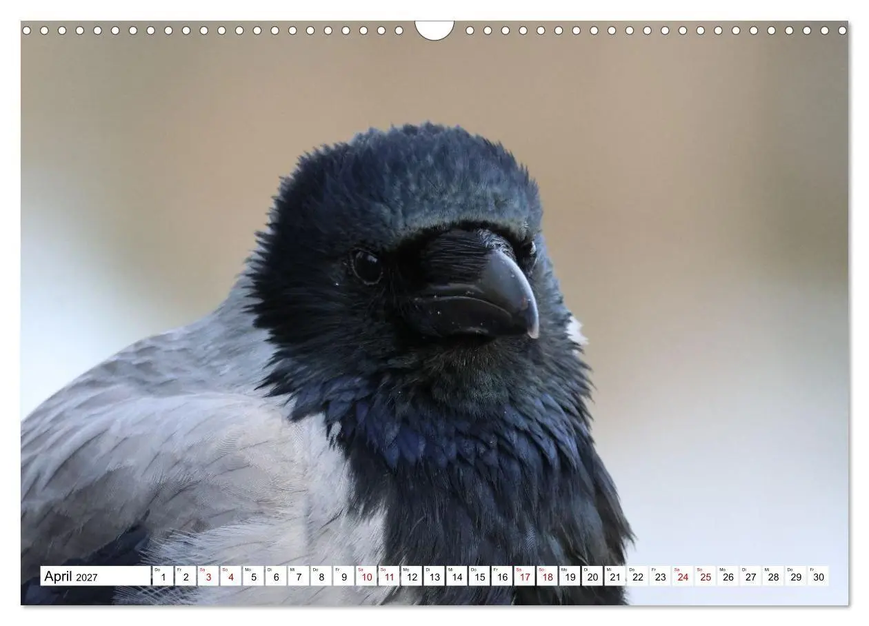 Bild: 9783516817881 | Im Auge der Krähe (Wandkalender 2027 DIN A3 quer), CALVENDO...