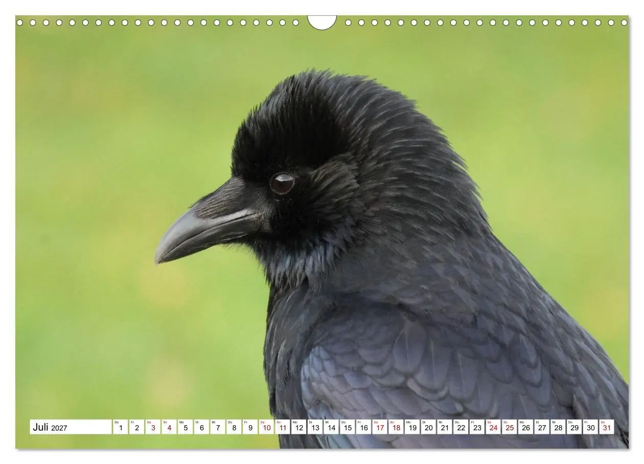 Bild: 9783516817881 | Im Auge der Krähe (Wandkalender 2027 DIN A3 quer), CALVENDO...