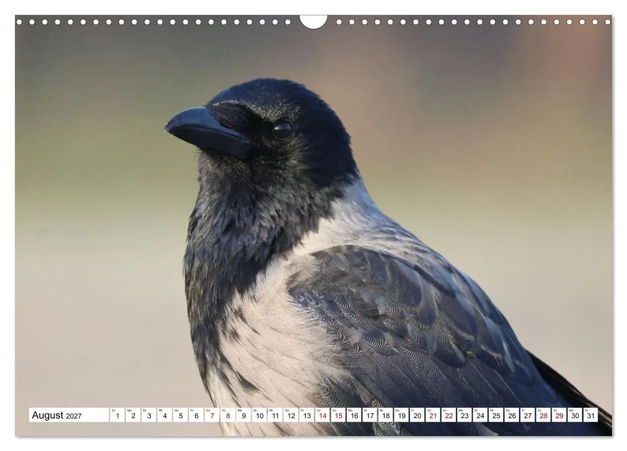 Bild: 9783516817881 | Im Auge der Krähe (Wandkalender 2027 DIN A3 quer), CALVENDO...
