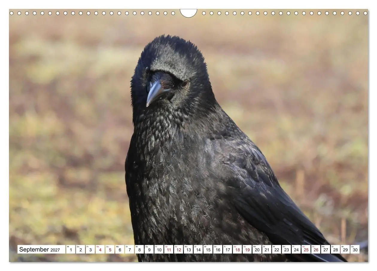 Bild: 9783516817881 | Im Auge der Krähe (Wandkalender 2027 DIN A3 quer), CALVENDO...