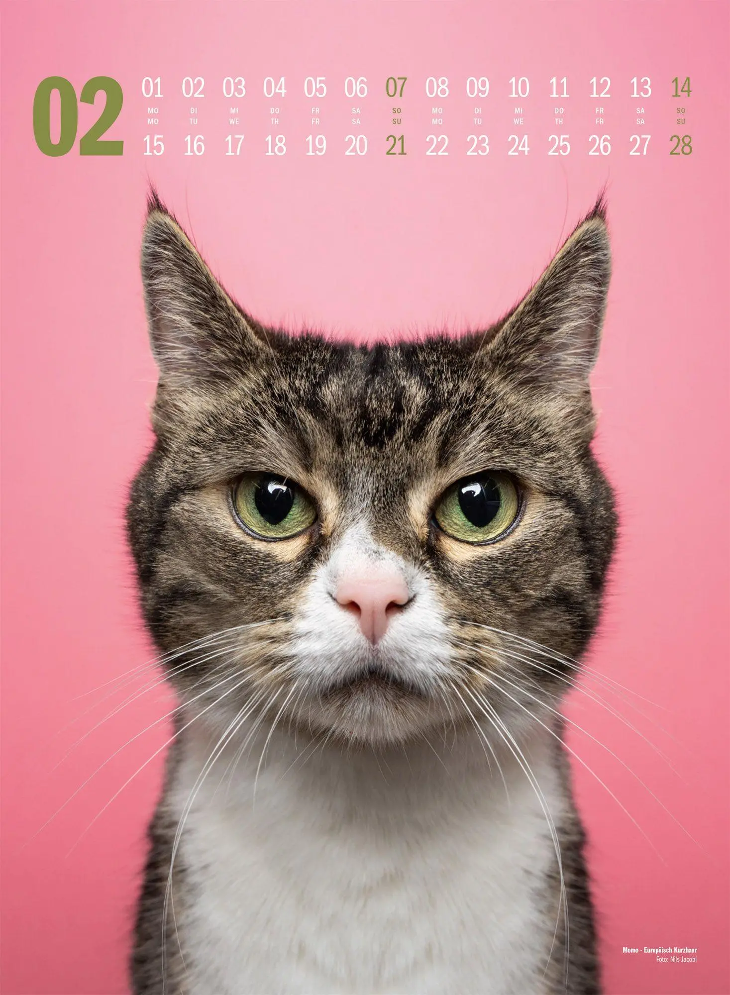 Bild: 9783838427881 | Catography Katzen-Kalender 2027 | Nils Jacobi (u. a.) | Kalender