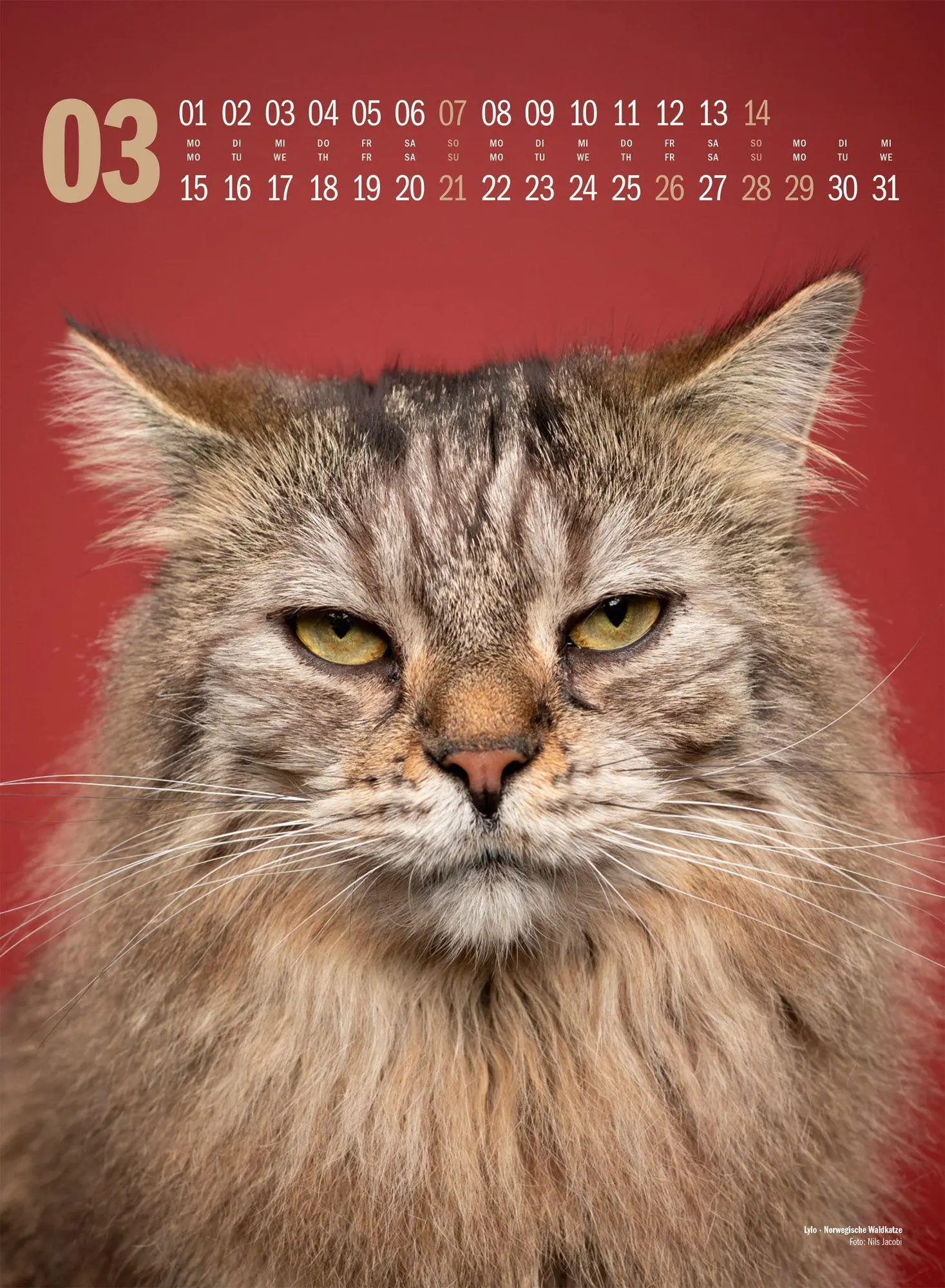 Bild: 9783838427881 | Catography Katzen-Kalender 2027 | Nils Jacobi (u. a.) | Kalender