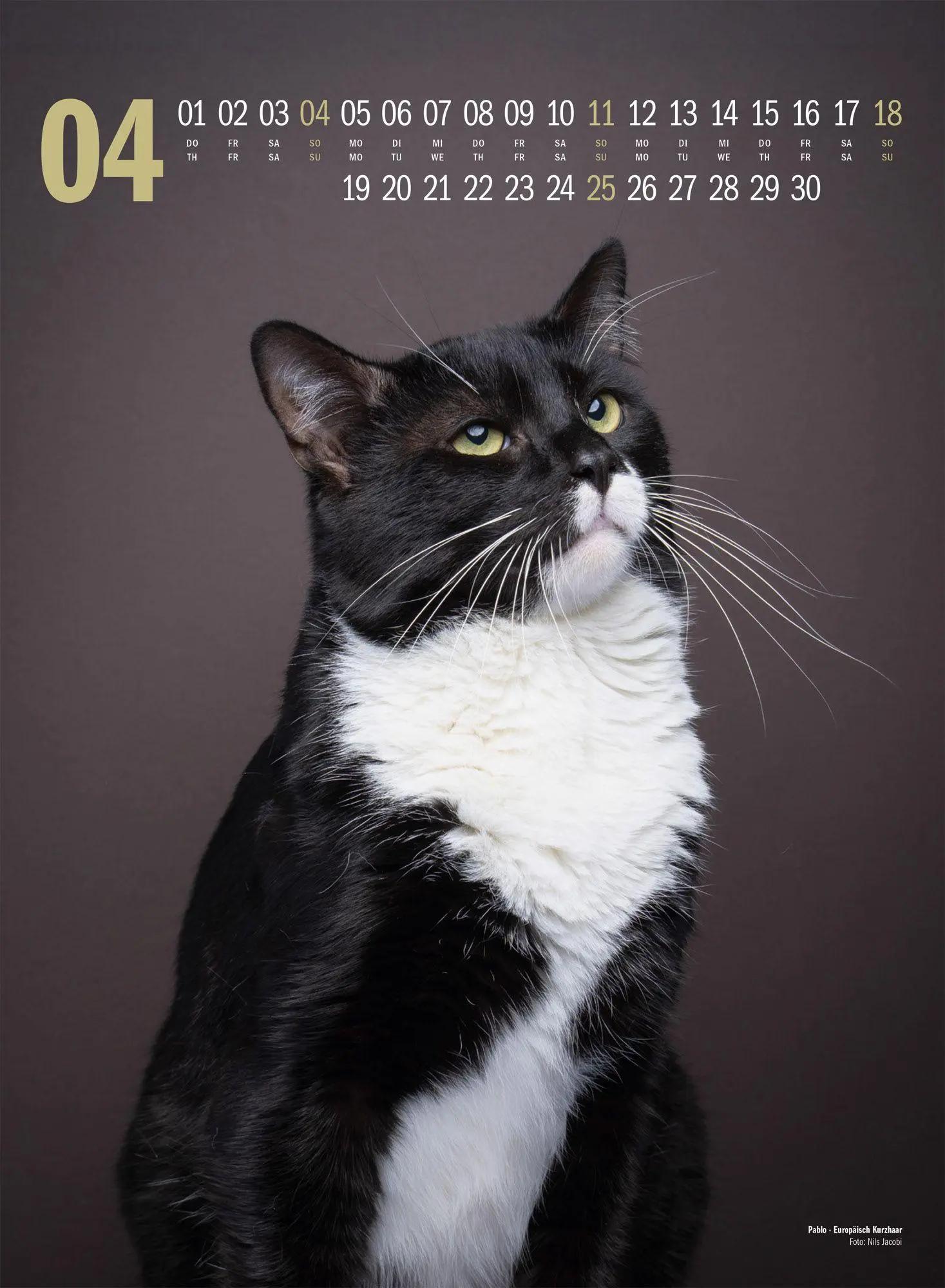 Bild: 9783838427881 | Catography Katzen-Kalender 2027 | Nils Jacobi (u. a.) | Kalender
