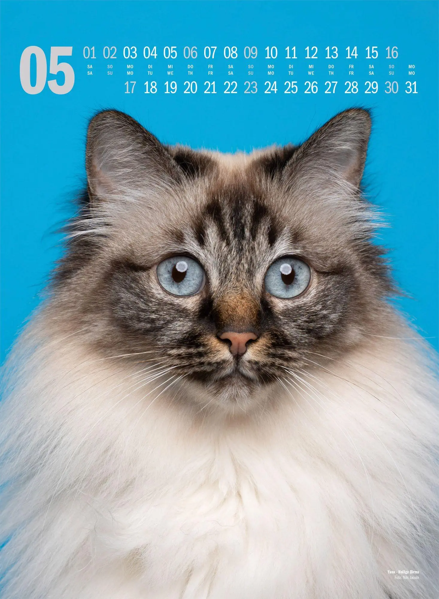 Bild: 9783838427881 | Catography Katzen-Kalender 2027 | Nils Jacobi (u. a.) | Kalender