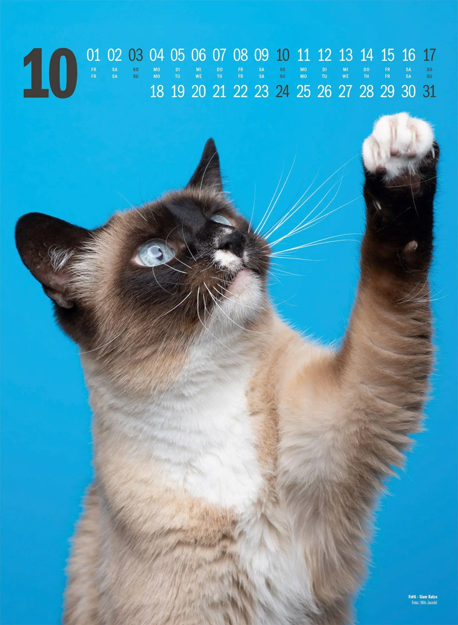 Bild: 9783838427881 | Catography Katzen-Kalender 2027 | Nils Jacobi (u. a.) | Kalender