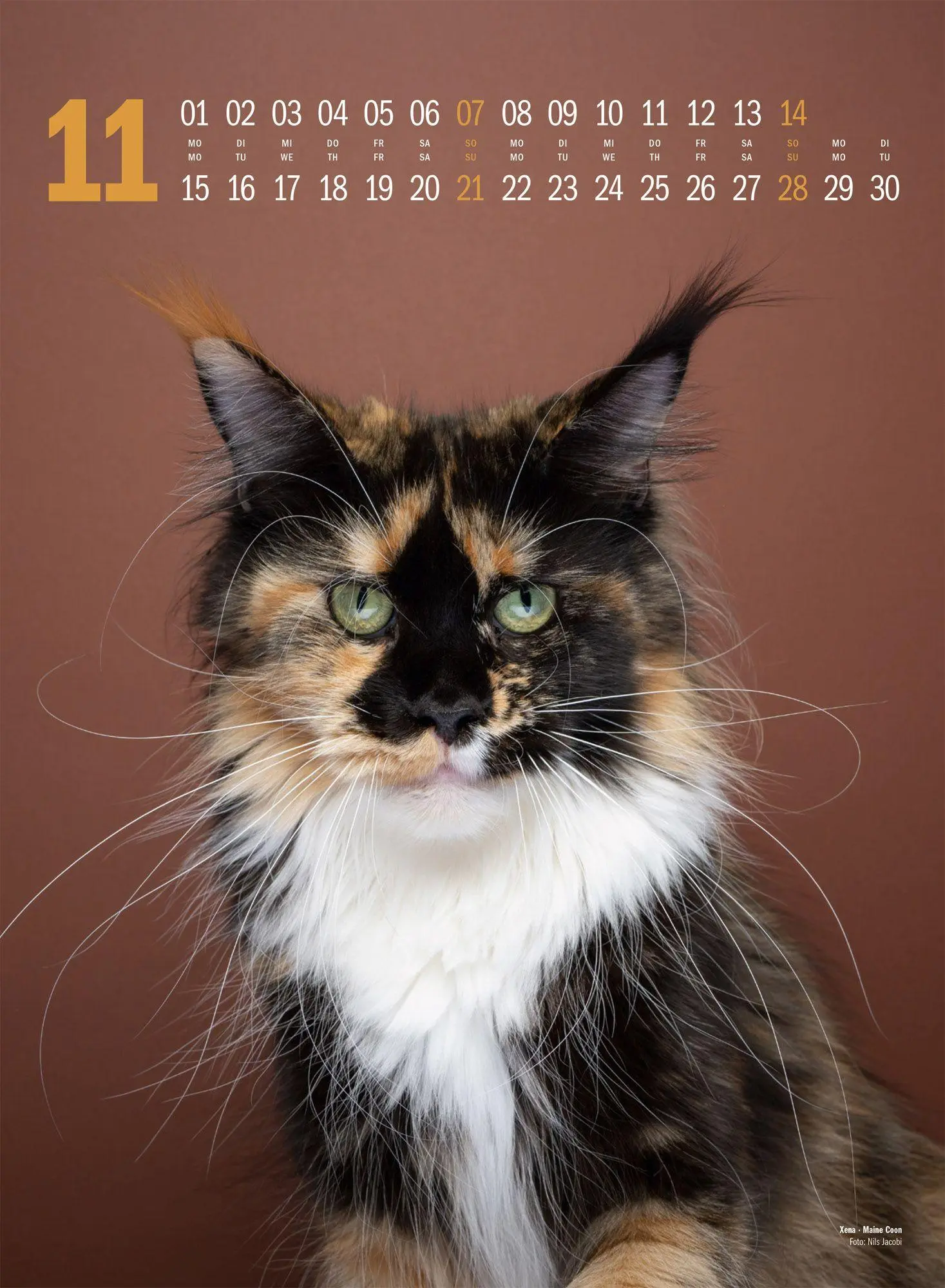 Bild: 9783838427881 | Catography Katzen-Kalender 2027 | Nils Jacobi (u. a.) | Kalender