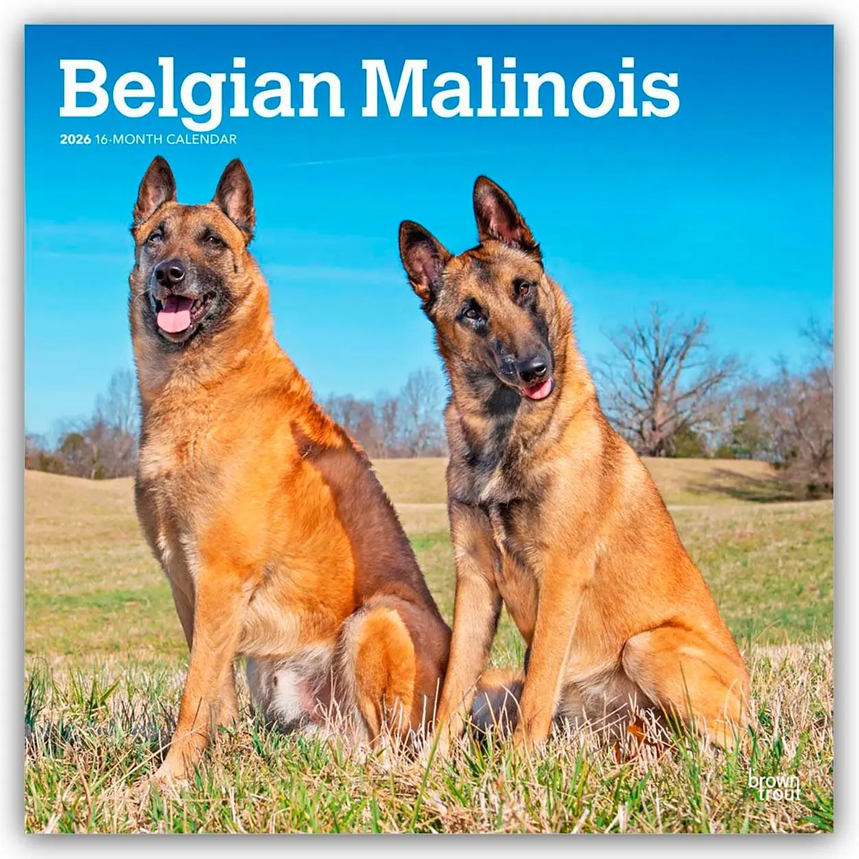 Cover: 9798330707881 | Belgian Malinois 2026 - 16-Monatskalender | Browntrout Publishers