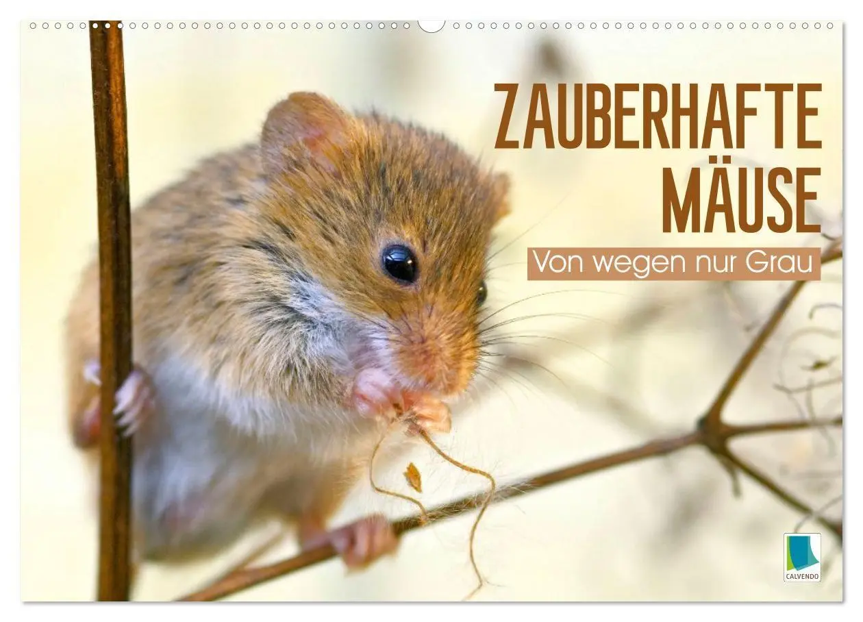 Cover: 9783516667981 | Zauberhafte Mäuse: Von wegen nur Grau (Wandkalender 2026 DIN A2...