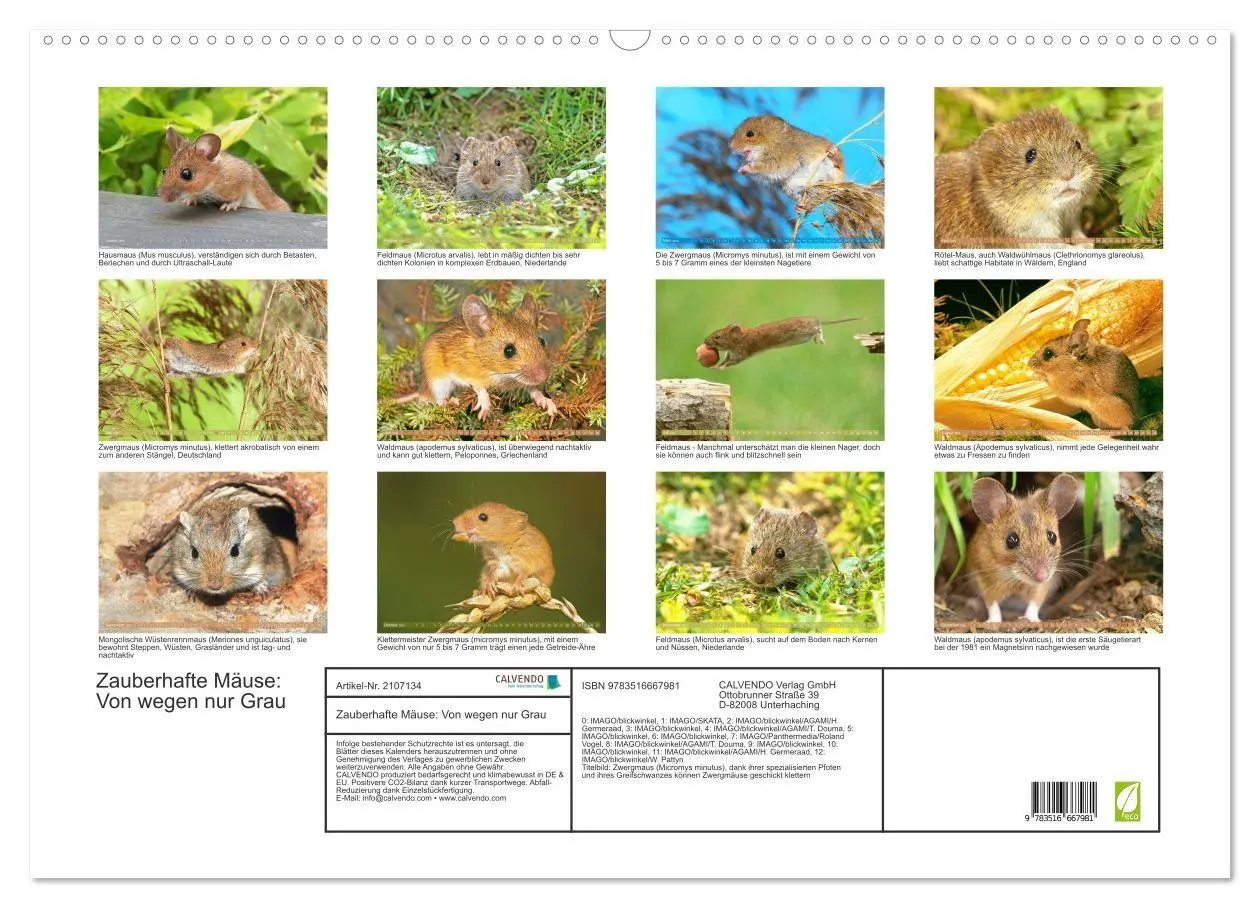Bild: 9783516667981 | Zauberhafte Mäuse: Von wegen nur Grau (Wandkalender 2026 DIN A2...
