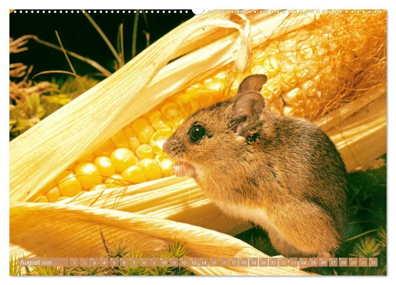 Bild: 9783516667981 | Zauberhafte Mäuse: Von wegen nur Grau (Wandkalender 2026 DIN A2...