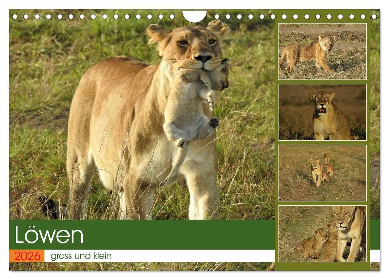 Cover: 9783457538081 | Löwen - gross und klein (Wandkalender 2026 DIN A4 quer), CALVENDO...