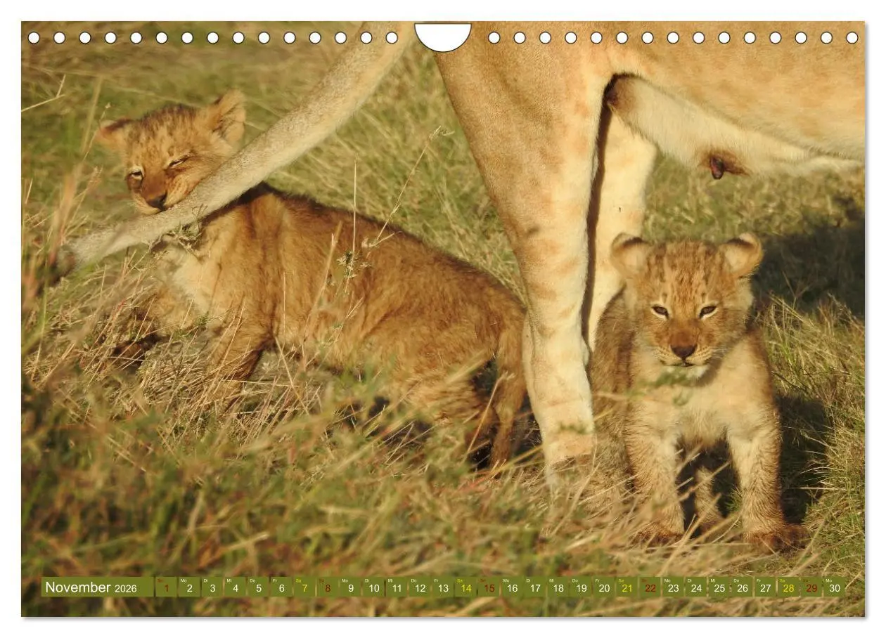 Bild: 9783457538081 | Löwen - gross und klein (Wandkalender 2026 DIN A4 quer), CALVENDO...