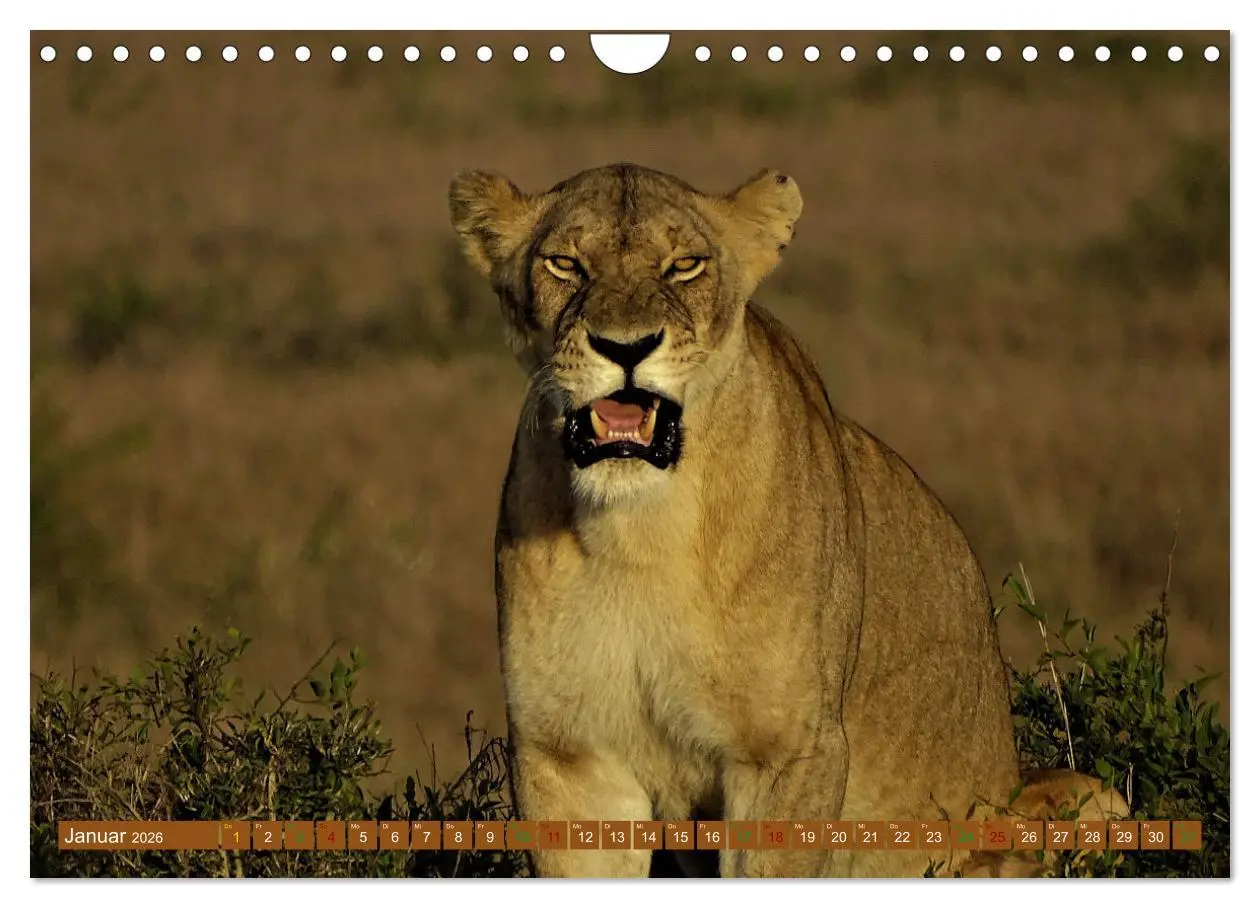 Bild: 9783457538081 | Löwen - gross und klein (Wandkalender 2026 DIN A4 quer), CALVENDO...