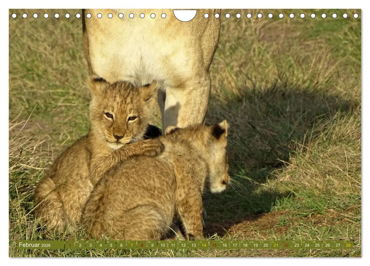 Bild: 9783457538081 | Löwen - gross und klein (Wandkalender 2026 DIN A4 quer), CALVENDO...